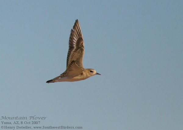 Mountain Plover